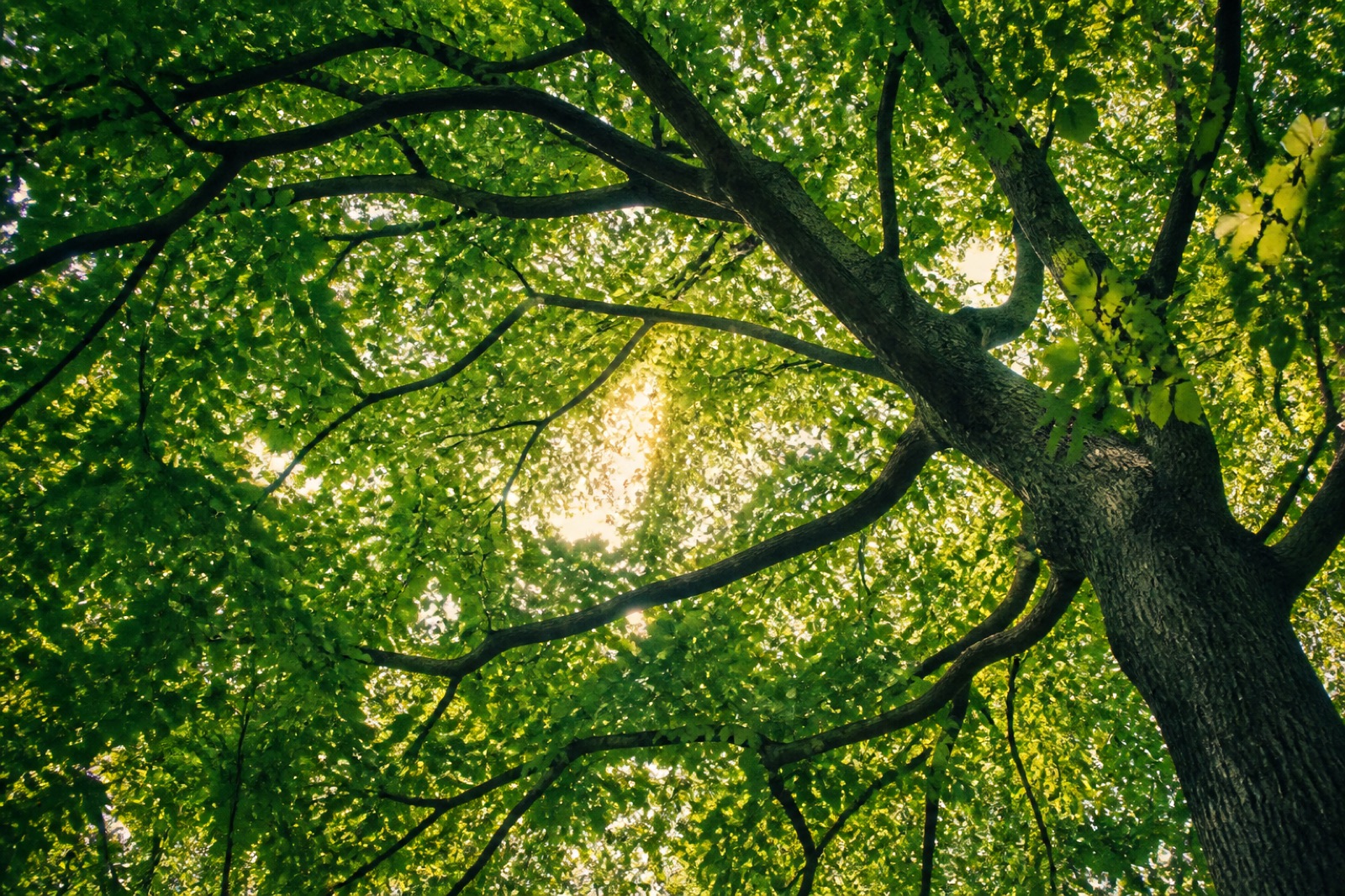 Sunlight through a leafy tree canopy